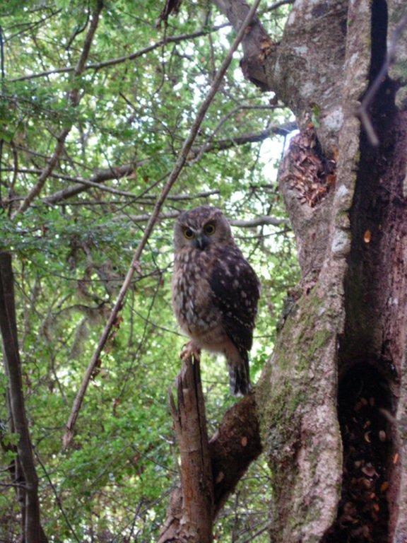 Morepork Riverside Lodge Paihia Exterior photo