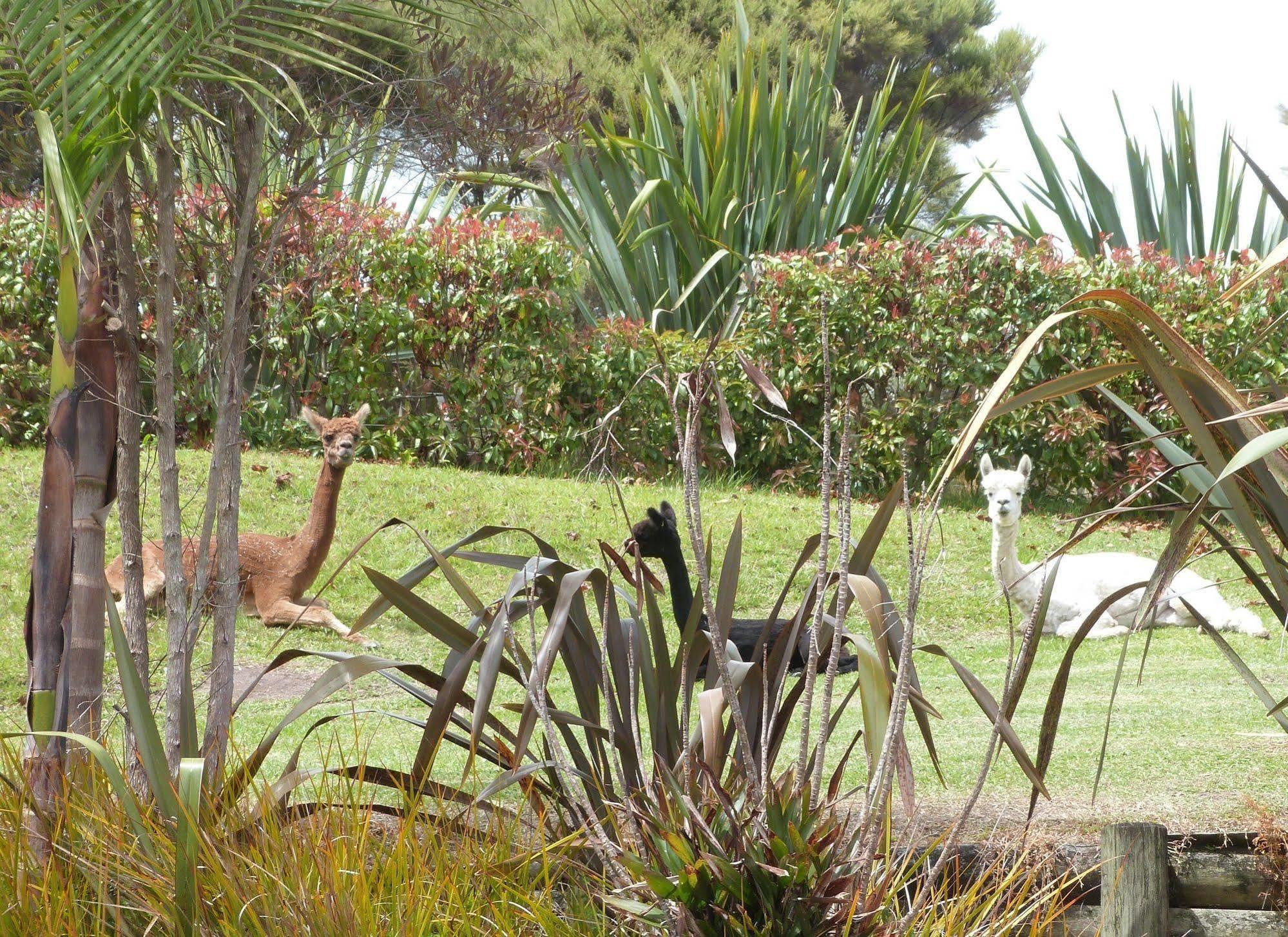 Morepork Riverside Lodge Paihia Exterior photo